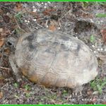 Turtle TPM 600