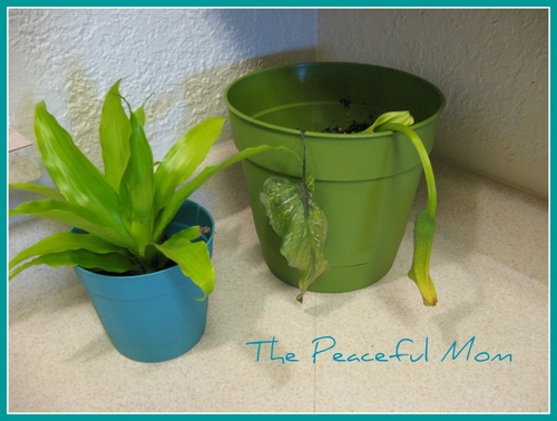 Dying Plant