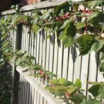 1 11 fence