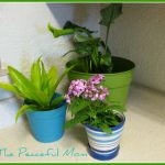 Indoor Plants TPM